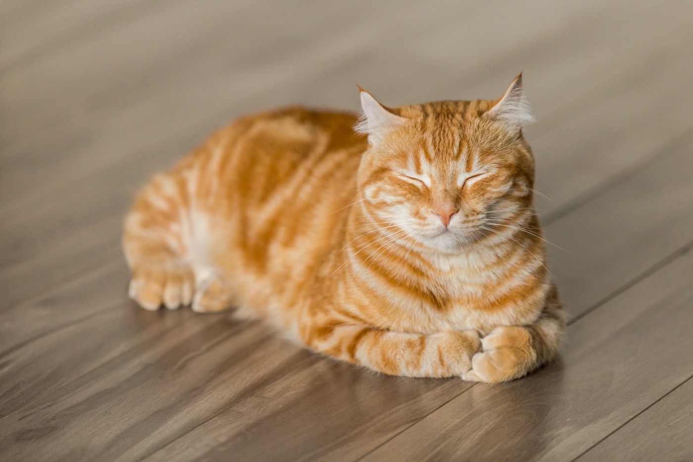 Chat roux endormi, paisible, sur un parquet clair