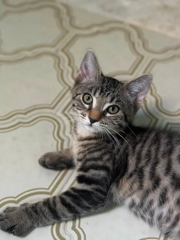 Albert, chaton tigré allongé qui regarde vers le haut