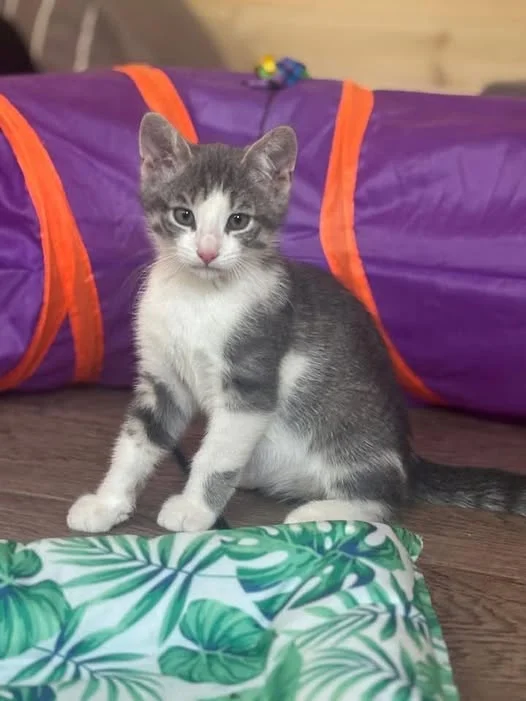 Cookie, chaton gris et blanc de 2 mois assis devant un tunnel de jeu