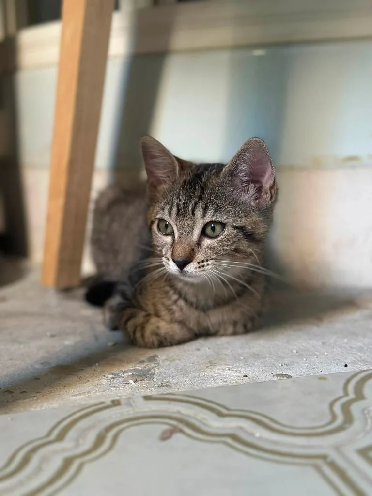 Simone, chaton tigré assis de profil